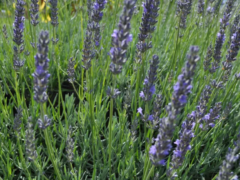 Lavandula intermedia 'Grappenhall'
