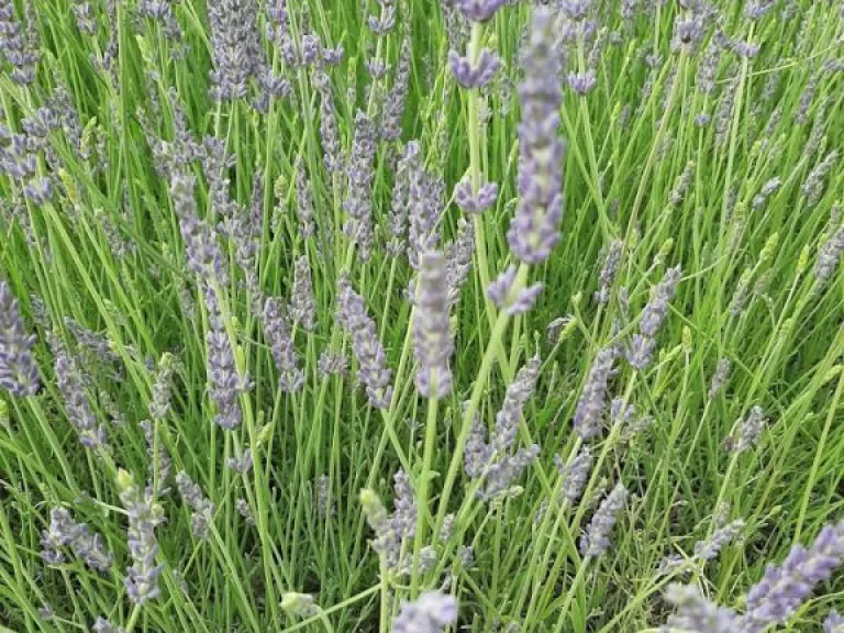 Lavandula intermedia 'Phenomenal' (PBR)
