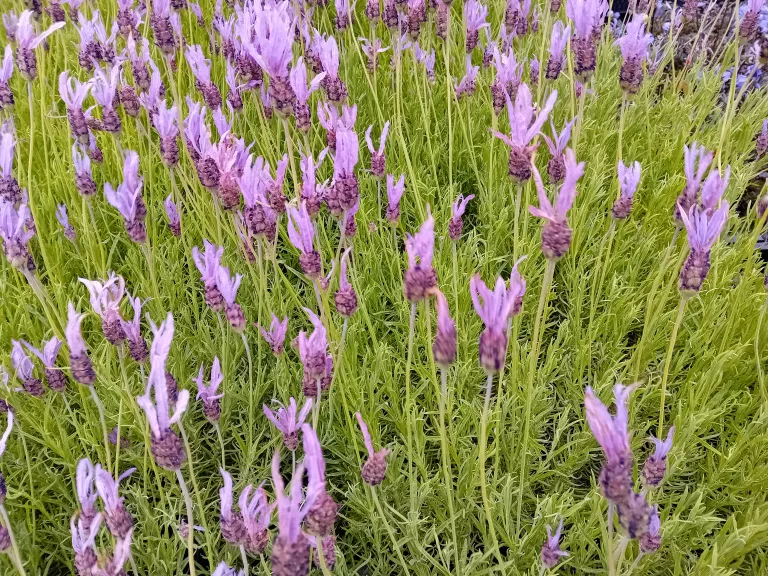 Lavandula ssp 'Pedunculata' (Papillon)