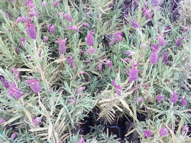 Lavandula stoechas 'Blue Star'