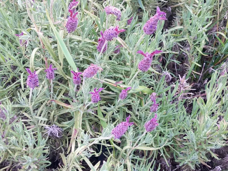 Lavandula stoechas 'Helmsdale'