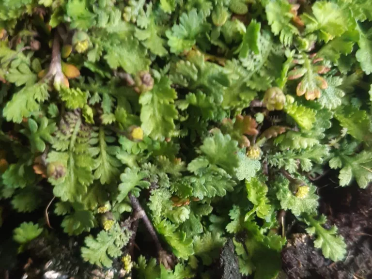 Leptinella dioica 'Minima'