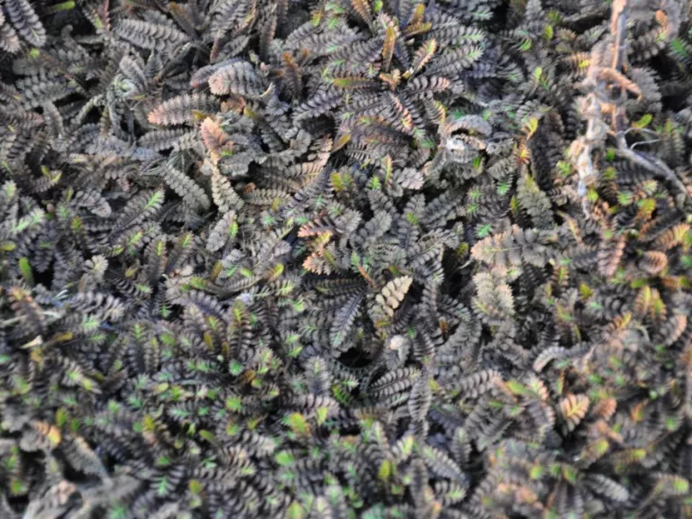 Leptinella squalida 'Platt's Black'