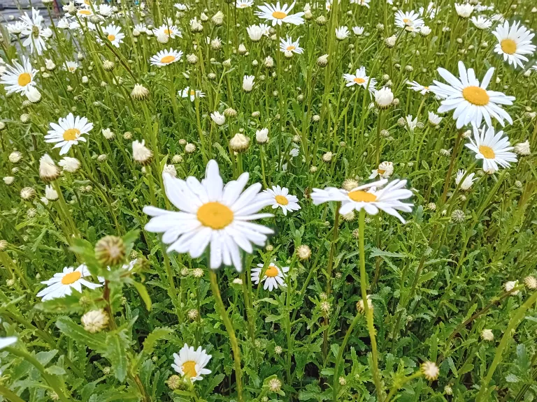 Leucanthemum vulgare 'Maikonigin'