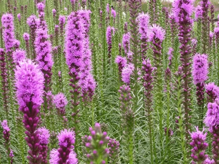 Liatris spicata