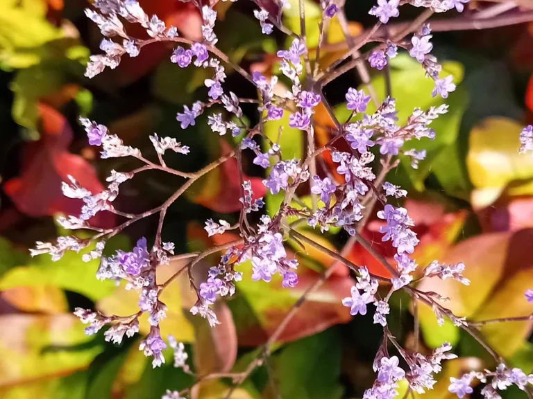 Limonium latifolium