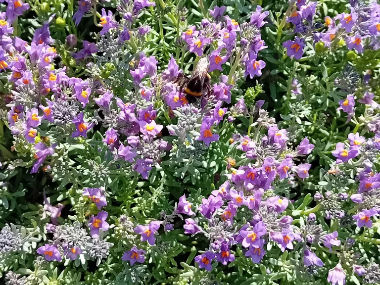 Linaria alpina