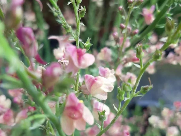 Linaria hybride 'Peachy'
