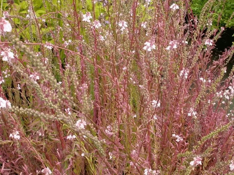 Linaria purpurea 'Canon J.Went'