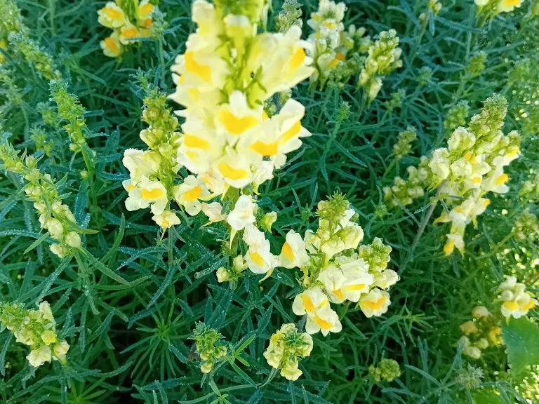 Linaria vulgaris