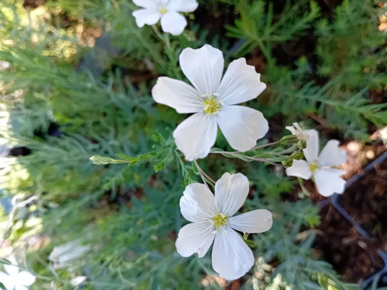 Linum perenne 'Diamant'