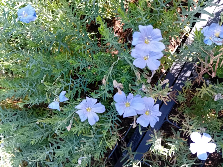Linum perenne 'Saphir'