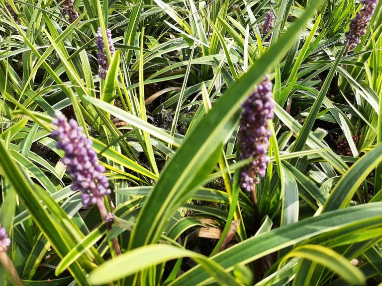 Liriope muscari 'Goldbanded'