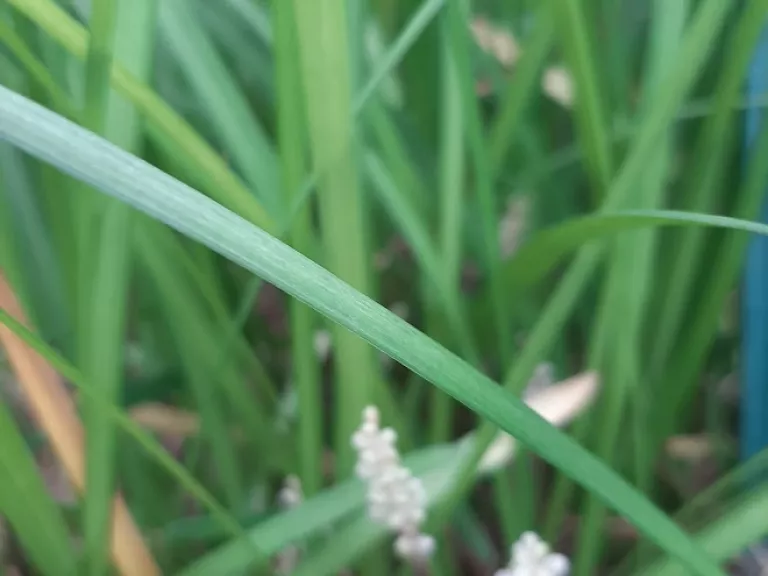 Liriope spicata