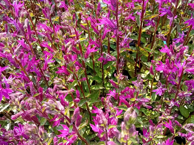 Lobelia hybride 'Tania'