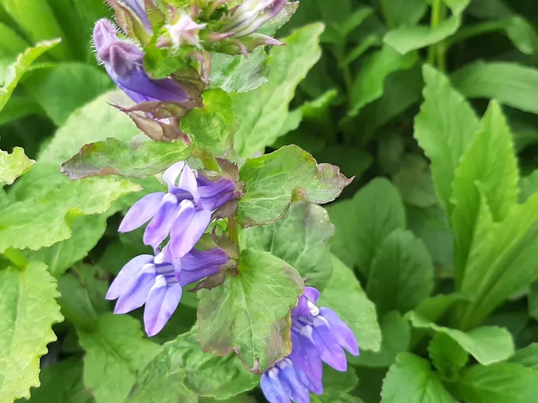 Lobelia siphilitica
