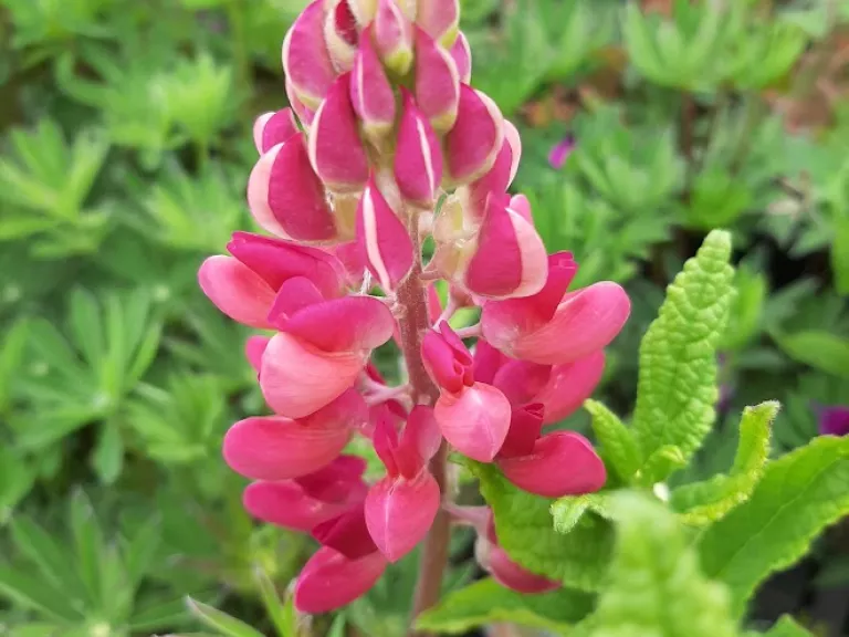 Lupinus 'Gallery Red'