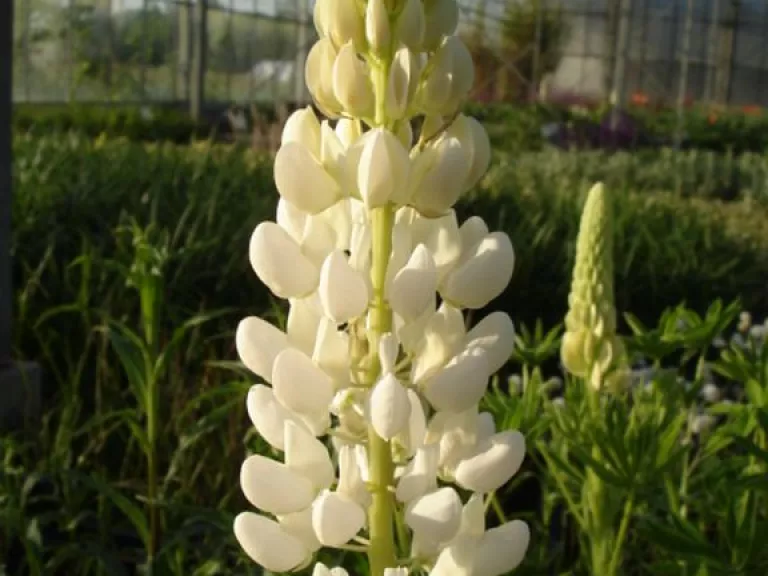 Lupinus 'Noble Maiden' (Fraulein)