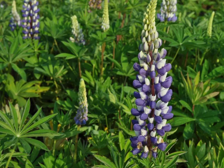 Lupinus 'The Governor' (Kastellan)