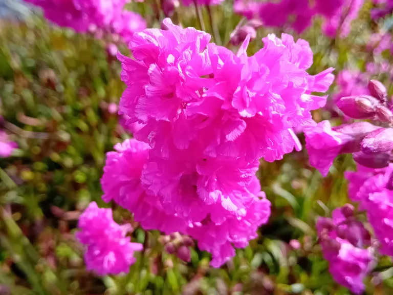 Lychnis viscaria 'Plena'