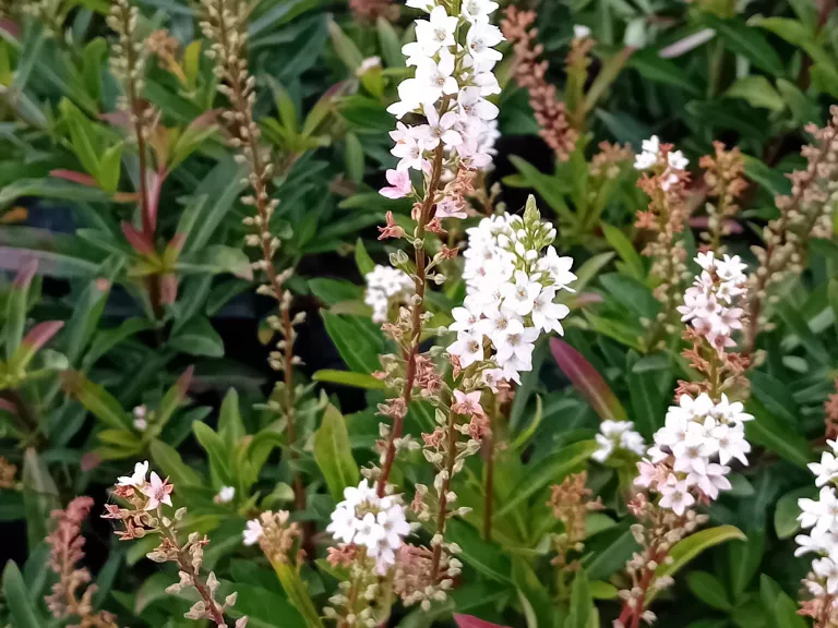 Lysimachia barystachys