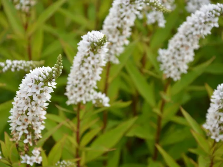 Lysimachia clethroïdes
