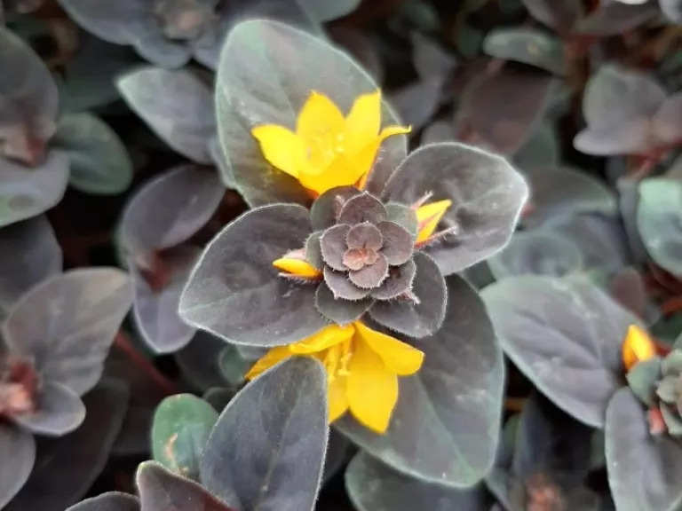 Lysimachia congestiflora 'Persian Chocolate'