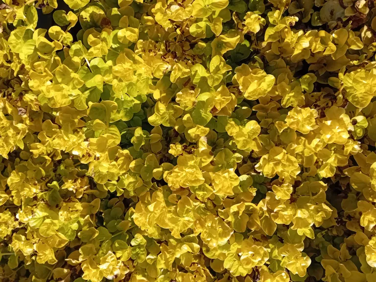 Lysimachia nummularia 'Aurea'