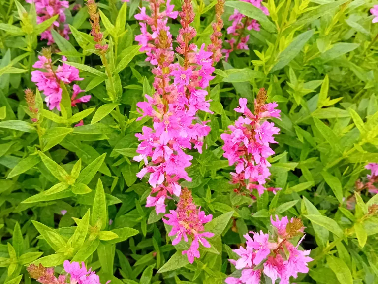 Lythrum salicaria 'Robert'