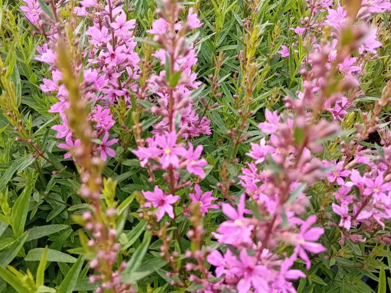 Lythrum virgatum 'Rose Queen'