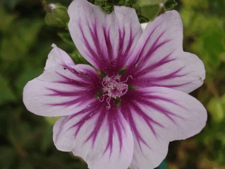 Malva sylvestris 'Zebrina'