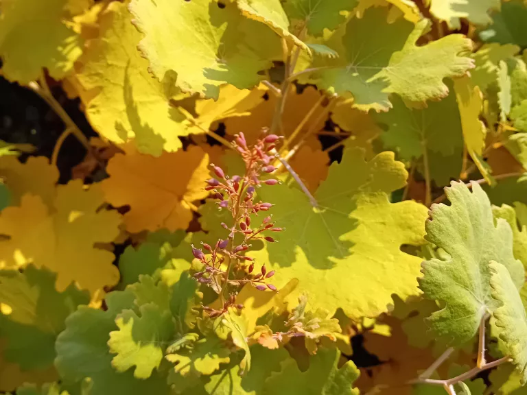 Macleya microcarpa 'Kelw.Coral Plume'