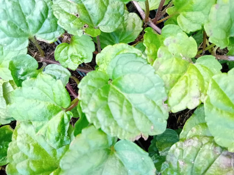 Meehania urticifolia 'Japanblau'