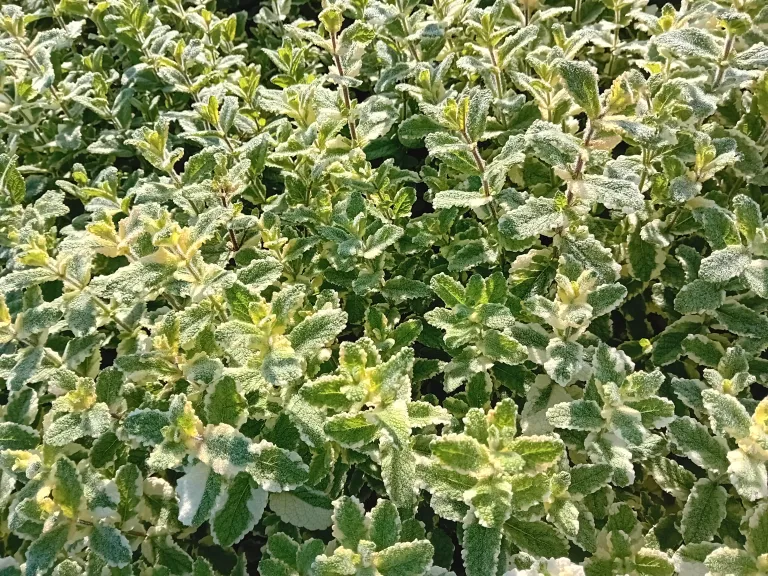 Mentha rotundifolia 'Variegata'