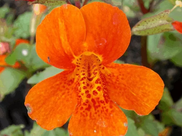 Mimulus hybride 'Orange Glow'