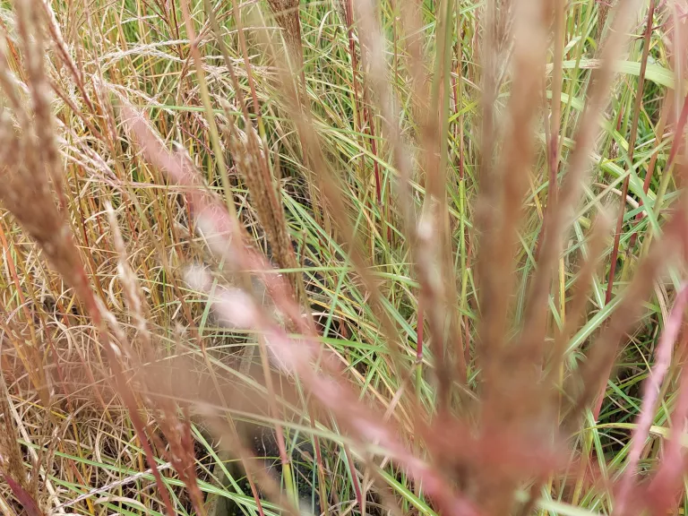 Miscanthus sinensis 'Augustfeder'