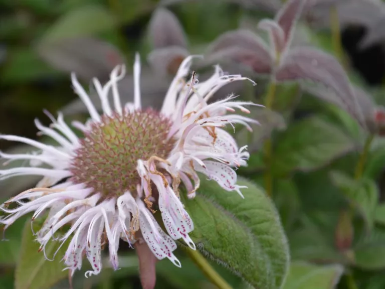 Monarda bradburiana