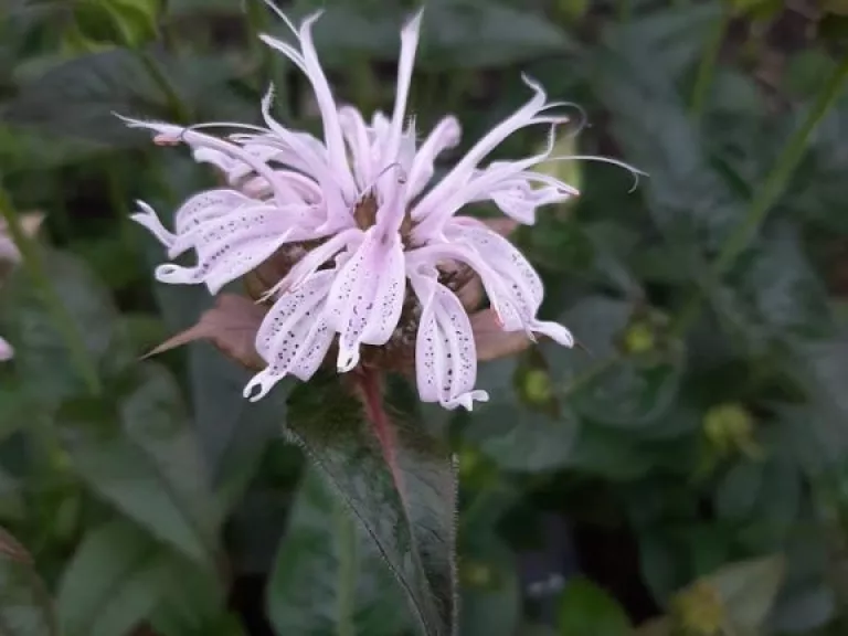 Monarda bradburiana 'Maramek'