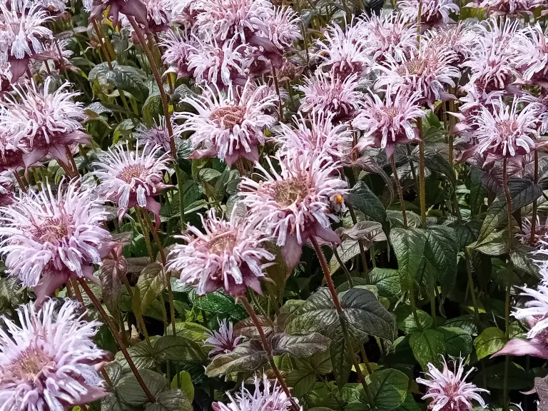 Monarda bradburiana 'Verbesserte Ozark'