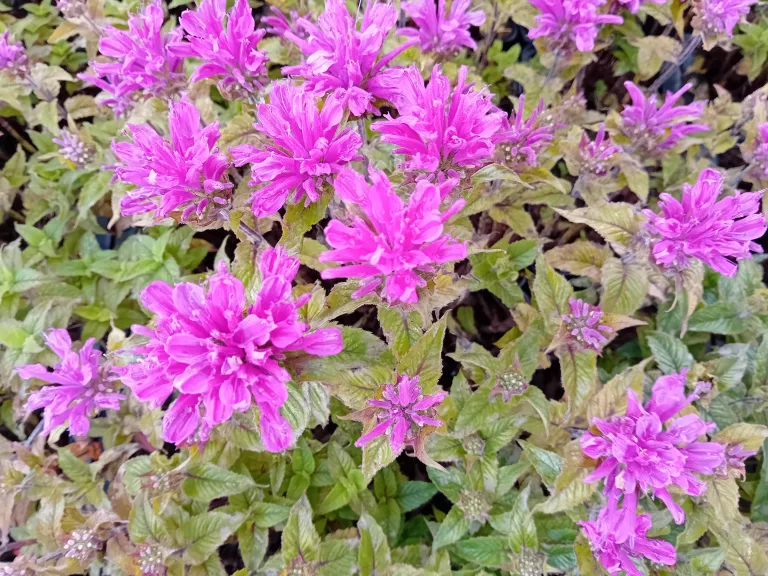 Monarda hybride 'Baby Spice'
