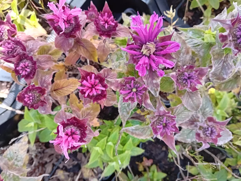 Monarda hybride 'Cranberry Lace'