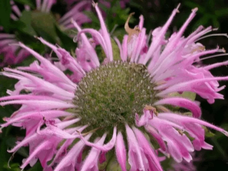Monarda hybride 'Fishes'