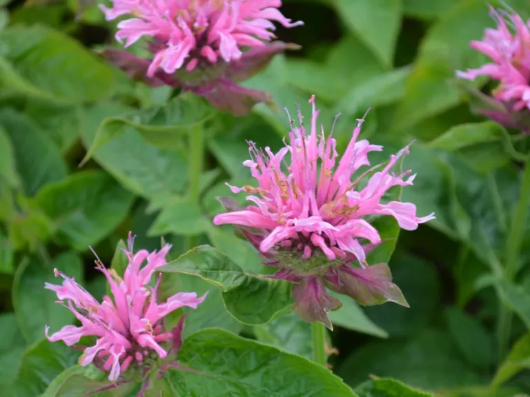 Monarda hybride 'Twins'