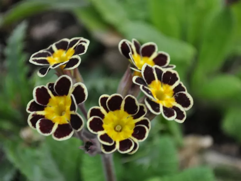 Morina longifolia
