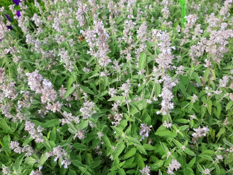 Nepeta faassenii 'Gletschereis'