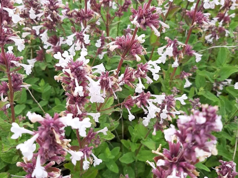Nepeta hybride 'Florina'