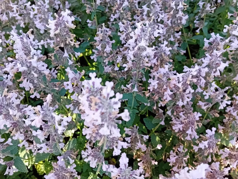 Nepeta racemosa 'Amelia'