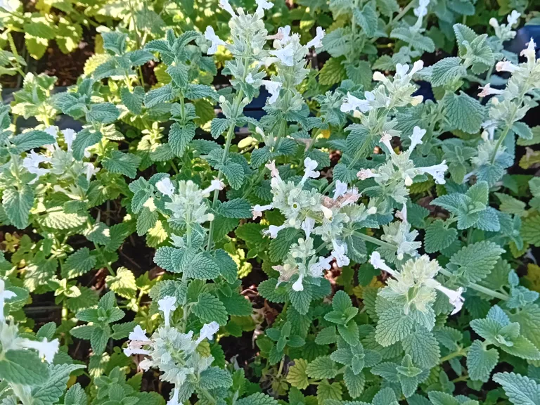 Nepeta racemosa 'Snowflake'