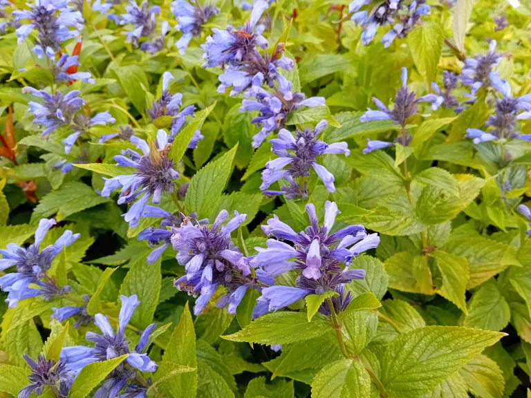 Nepeta subsessilis 'Laufen'