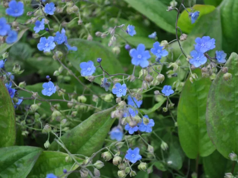 Omphalodes cappadocica 'Cherry Ingram'